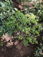 young plants in the garden