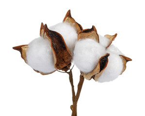 Cotton boll isolated on white background