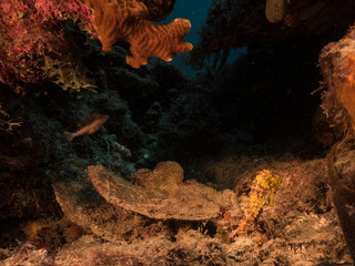 Seascape of coral reef in Caribbean Sea / Curacao with Sea Horse, coral and sponge