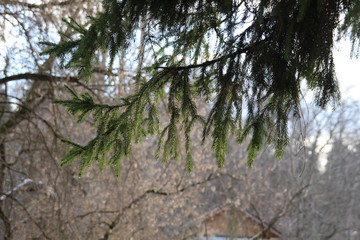 Fir tree branch with ice drops on needles in the forest in sunnt day