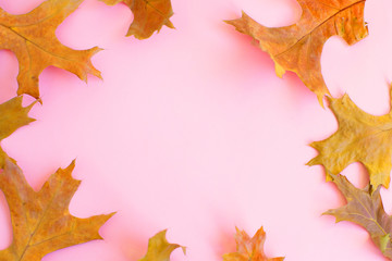 dry oak leaves on pink background. autumn background.