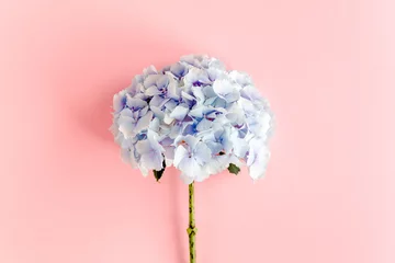 Schilderijen op glas Blue hydrangea flower on the pink background. Flat lay, top view  © K.Decor