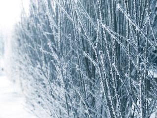 Winter hedge branches