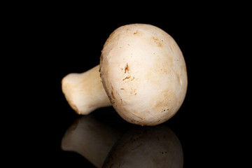 One whole fresh white champignon isolated on black glass