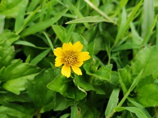 yellow flower on green background