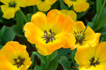 tulip garden