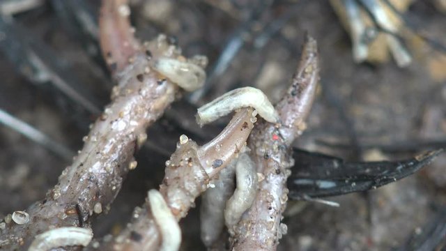 Worms, white maggots crawl along bones and feathers of dead bird, ants steal healers and drag them into an anthill. Macro of insects in wildlife