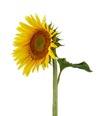 Single Sunflower with leaf isolated