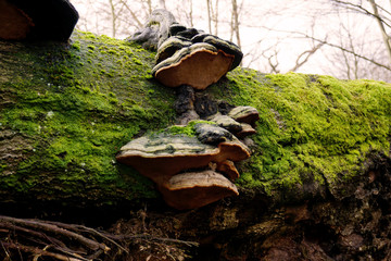 moosbewachsener Baumstamm mit Pilzbefall