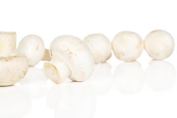 Lot of whole common fresh white champignon isolated on white background