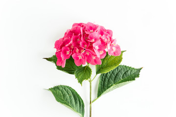 Red hydrangea flower on the white background. Flat lay, top view 