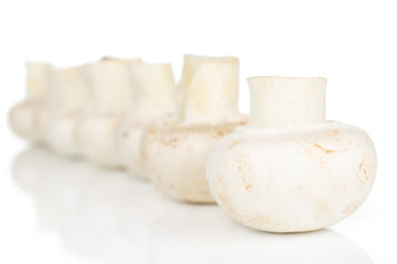 Lot of whole fresh white champignon diagonal isolated on white background