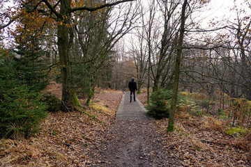 Fototapeta premium Spaziergang durch den Urwald Sababurg - Walk through the jungle Sababurg
