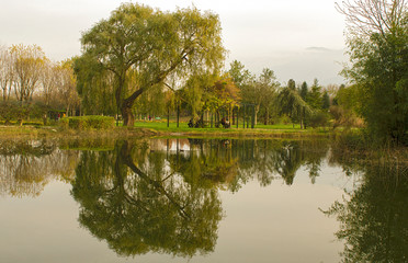 Fototapeta premium reflection of trees in lake