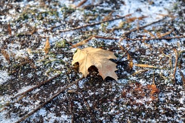 yellow leaf on tree bark