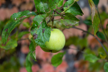 Herbstmotiv mit Apfel am Baumast hängend