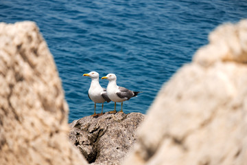 Couple of seagull on stones against the sea