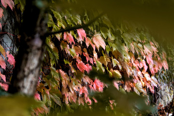 Herbstmotiv mit Wilder Wein (Jungfernrebe)