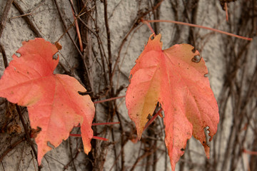 Herbstmotiv mit Wilder Wein Blättern, Beeren und  Wilder Wein Zweigen (Jungfernrebe)