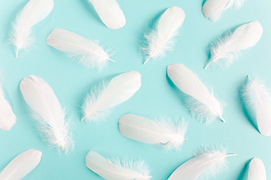 White feather texture on a blue background. Feather background. Flat lay, top view