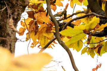 Die Buchenhecke als Herbstmotiv