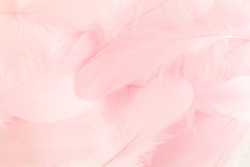 Fototapeta na wymiar Pink feathers textured background. Feather background. Flat lay, top view