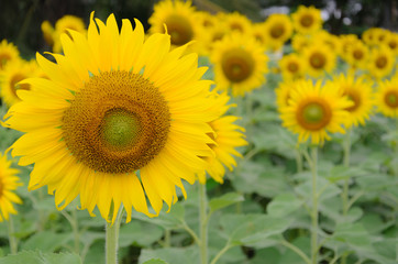Sunflowers in the field of natural colors with a yellow background.