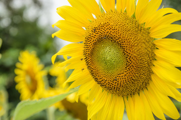 Sunflowers in the field of natural colors with a yellow background.