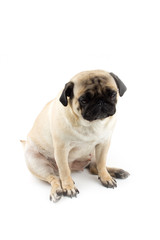 Obraz premium Cute pug dog looking innocent. Very sad dog isolated on white