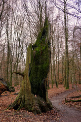 ein alter ausgehöhlter mit moosbewachsener Baumstamm im Urwald Sababurg im Reinhardswald
