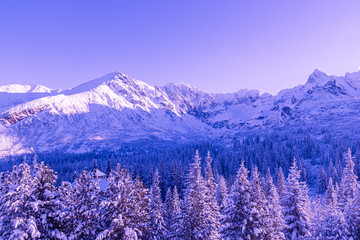 Surreal mountain landscape, purple sky, mountains and Christmas trees covered with snow, creative concept.