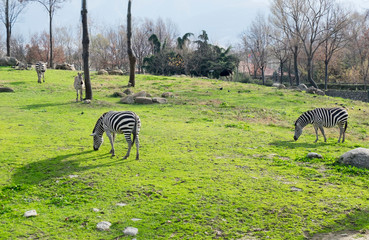 Zebra in Zoo