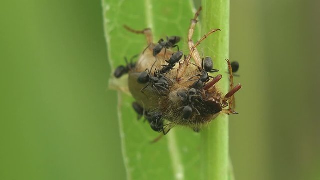 Ants attacked a bug that fell asleep, sluggish in morning on grass stem, Amphimallon assimile is species of beetle in Melolonthinae, macro view insect in wildlife