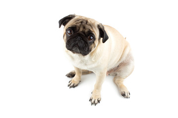 Obraz premium Cute pug dog looking innocent. Very sad dog isolated on white