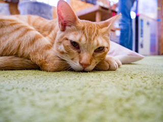 獲物をねらうまなざしの猫