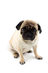 Cute pug dog looking innocent. Very sad dog isolated on white