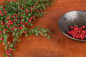 Lot of whole wild red rowanberry in glazed bowl on cognac leather