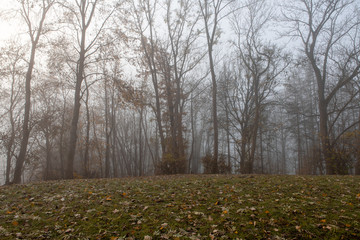 Herbstliche Bäume im Nebel