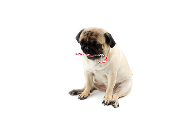 Sad innocent pug dog with red and white twisted christmas candy. Isolated