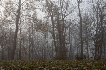 Herbstlicher Wald im Nebel