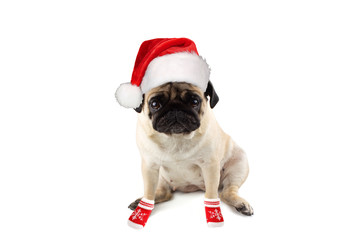 Sad innocent pug dog with red knitted christmas hat of Santa and red sucks