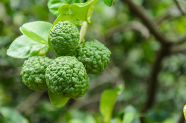 Fresh green kaffir lime on the tree in the garden.