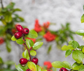 Herbst und Wintermotiv mit Feuerdornzweig