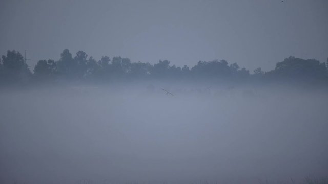 Bird flying in misty morning