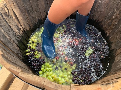 Sanctification Of Grapes, Harvest & Grape Festival. Armenia