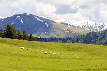 Horse and sheep grazing in green valley in Caucasus mountains. Georgia, Tusheti