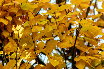 Die Buchenhecke als Herbstmotiv