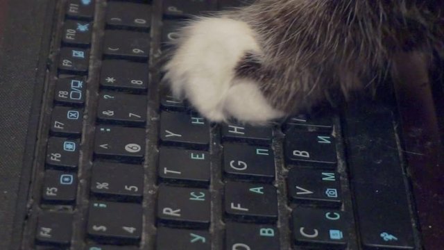 cat paws press buttons on laptop keyboard.close-up