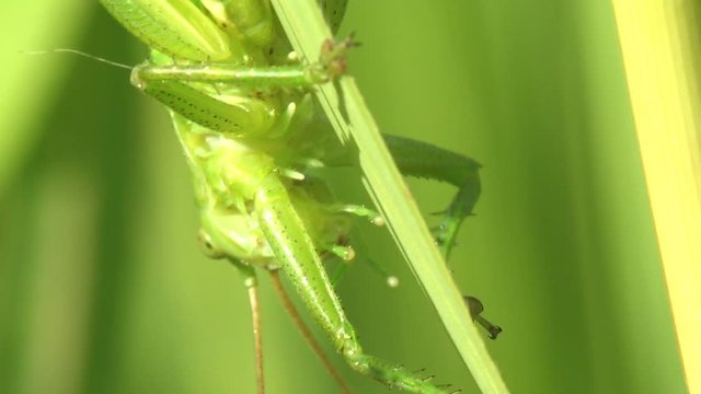 Tettigonia viridissima, great green bush-cricket, is large species of katydid or bush-cricket belonging to family Tettigoniidae. Summer Meadow. Macro view insect