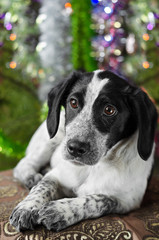 Puppy lying on the background of the Christmas tree